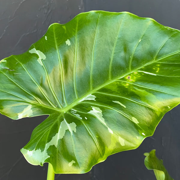 園芸ネット本店｜クワズイモ：斑入り 7号25-03 の通販【公式】