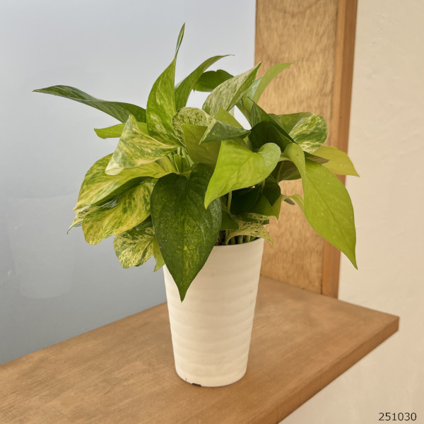 園芸ネット本店｜ポトス3種ミックス植え3.5号鉢植え の通販【公式】