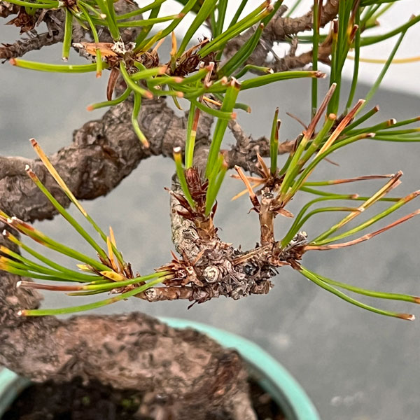 園芸ネット本店｜アカマツ（赤松）：小品盆栽 25-01 の通販【公式】