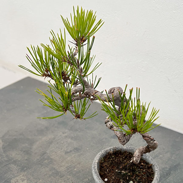園芸ネット本店｜アカマツ（赤松）：小品盆栽 25-04 の通販【公式】
