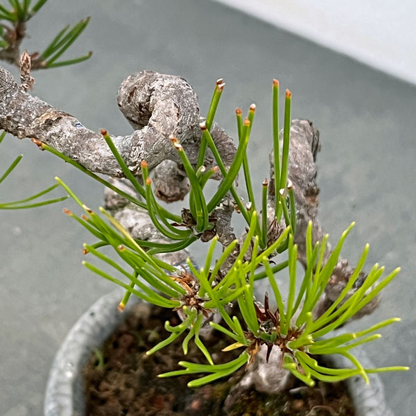 園芸ネット本店｜アカマツ（赤松）：小品盆栽 25-04 の通販【公式】