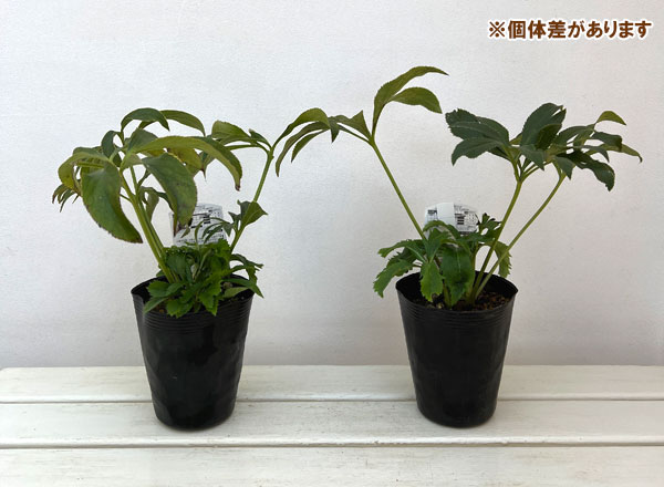 園芸ネット本店｜高正園さんのクリスマスローズ：ダブル ブラック4.5号