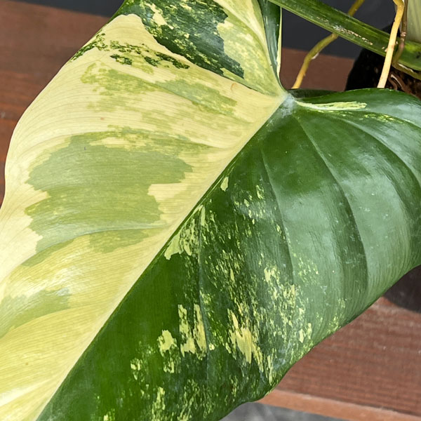 園芸ネット本店｜フィロデンドロン：バイオリン バリエガータ 3.5号