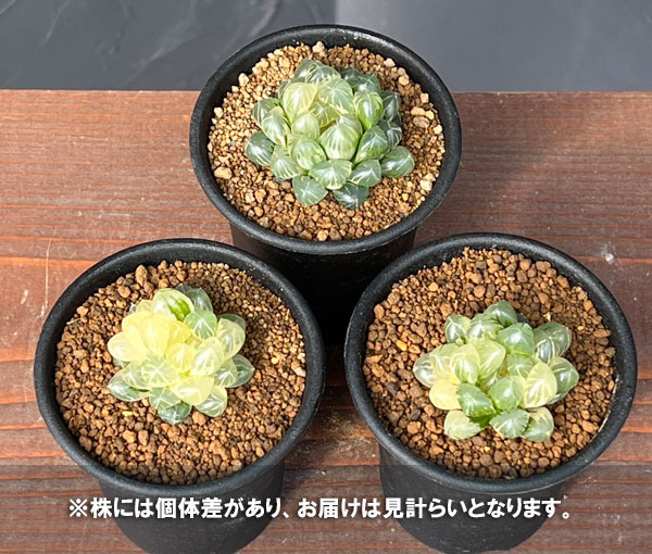 園芸ネット本店｜ハオルチア：ブルーレンズオブツーサ錦2.5号鉢植え の
