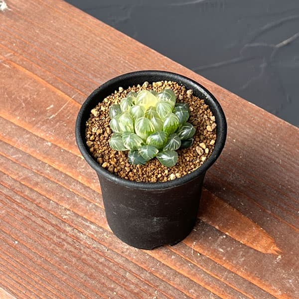 園芸ネット本店｜ハオルチア：ブルーレンズオブツーサ錦2.5号鉢植え の