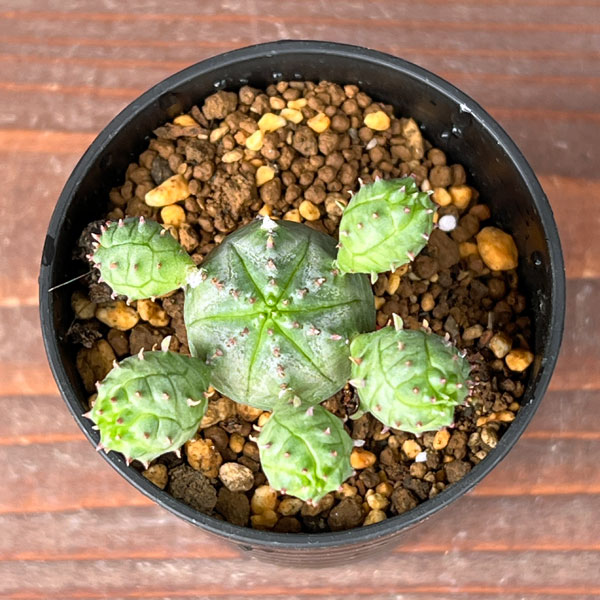 園芸ネット本店｜ユーフォルビア：オベサ ブロウ 2.5号鉢植え の通販