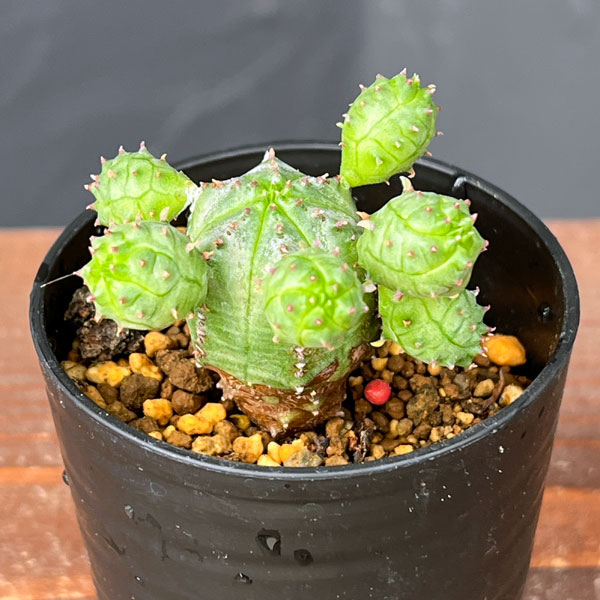 園芸ネット本店｜ユーフォルビア：オベサ ブロウ 2.5号鉢植え の通販