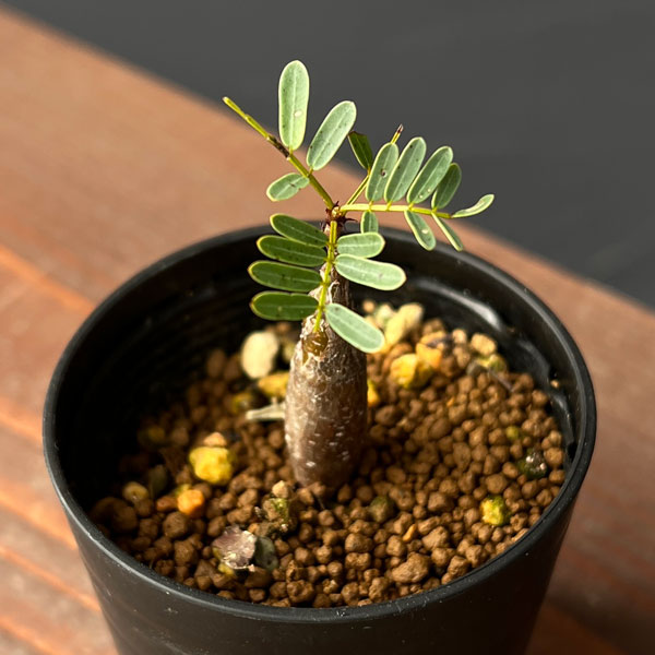 園芸ネット本店｜センナ：メリディオナリス（実生）2.5号鉢 の通販【公式】