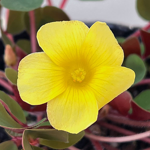 園芸ネット本店｜オキザリス：ペアリーフ3.5号ポット の通販【公式】