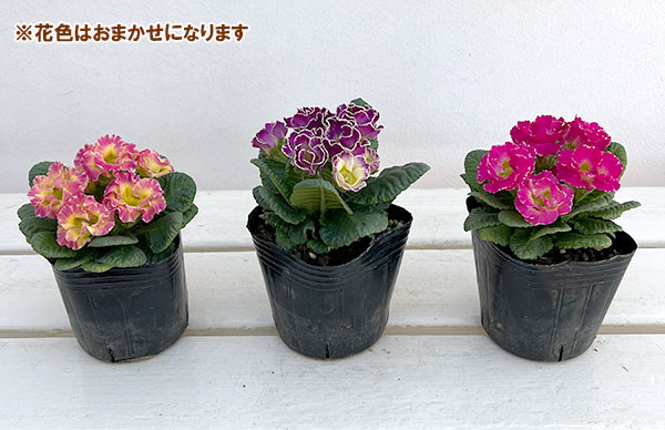 園芸ネット本店｜プリムラ ジュリアン：マーブルフラン花色ミックス 3