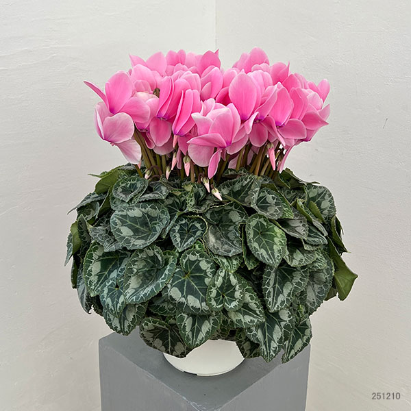 園芸ネット本店｜25-10：シクラメン：シューベルト6号鉢植え・石川英司