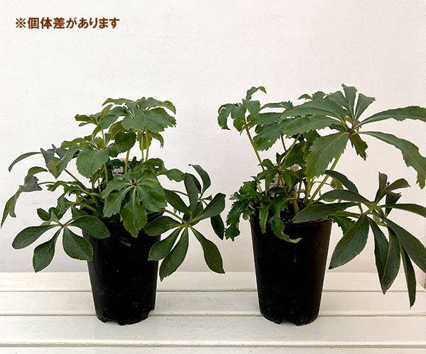 園芸ネット本店｜高正園さんのクリスマスローズ：ダブル レッド5号