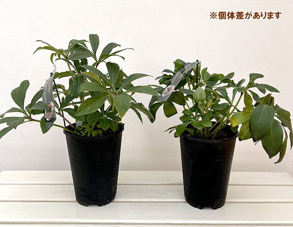 園芸ネット本店｜高正園さんのクリスマスローズ：ダブル ピコティ5号