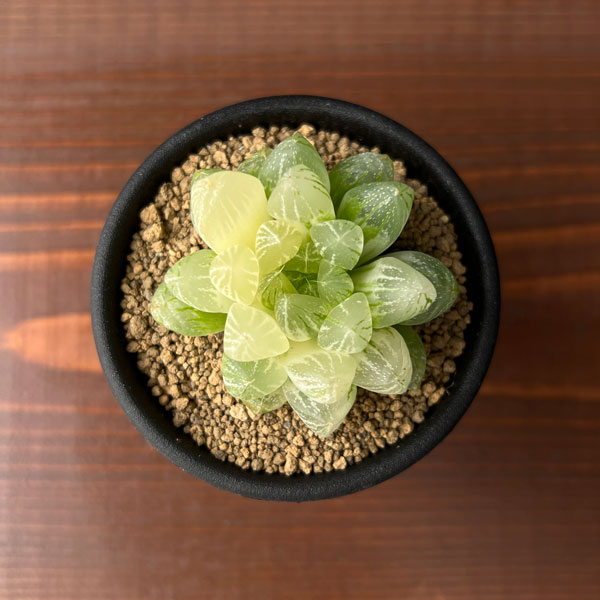 園芸ネット本店｜ハオルチア：雪花錦2.5号鉢植え の通販【公式】