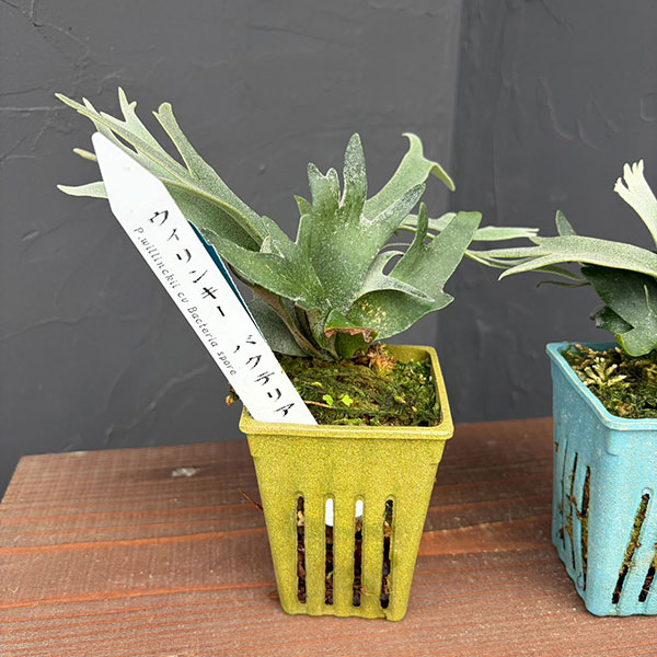 園芸ネット本店｜ビカクシダ（コウモリラン）：人気レアウィリンキー