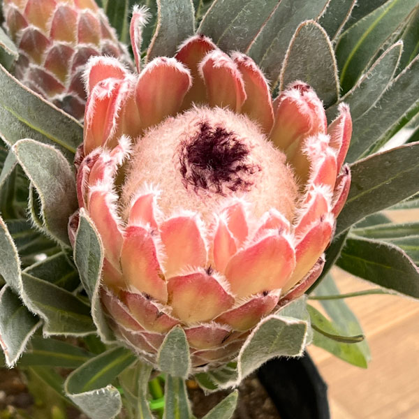 園芸ネット本店｜プロテア：ジュリエット7号25-05 の通販【公式】