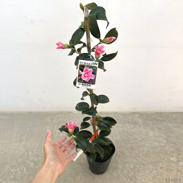 園芸ネット本店｜ツバキ（椿）：湊晨侘助（ソウシンワビスケ）4号