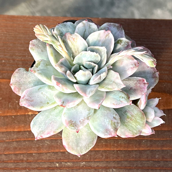 園芸ネット本店｜エケベリア：シンプソンズ錦 2.5号ポット の通販【公式】