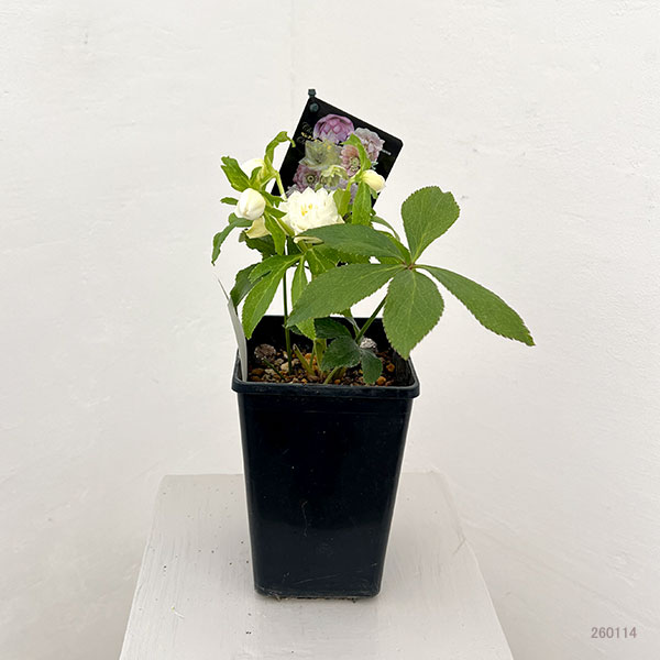 園芸ネット本店｜クリスマスローズ：セレクトダブル26-34レフレール系