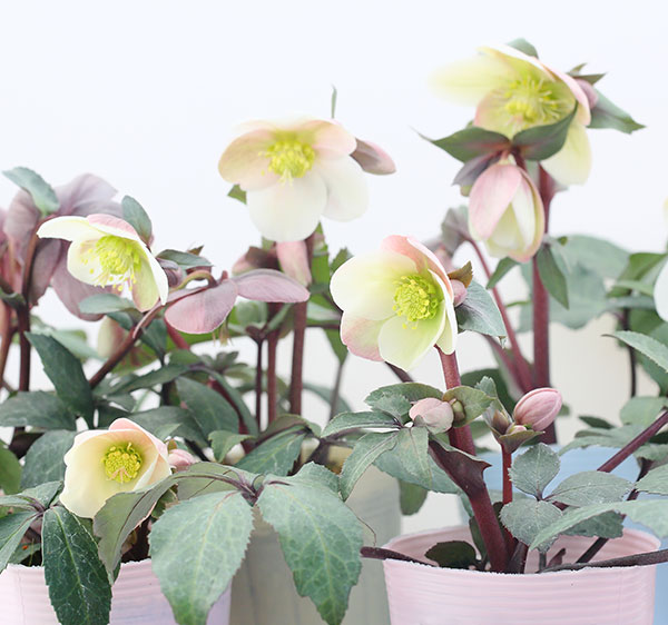 園芸ネット本店｜松村ナーセリーさんのクリスマスローズ（原種系