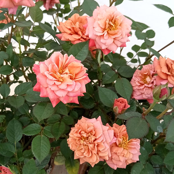 園芸ネット本店｜ミニバラ：ローズ テディベアー4号鉢植え の通販【公式】