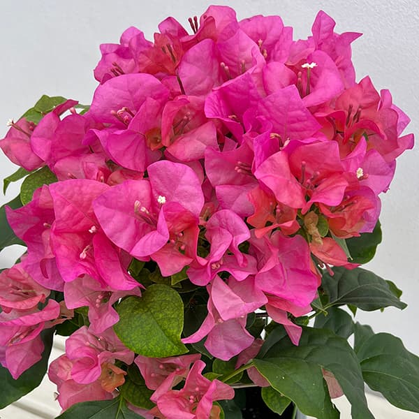 園芸ネット本店｜[26年4月下旬予約]ブーゲンビレア赤花5号鉢植え の