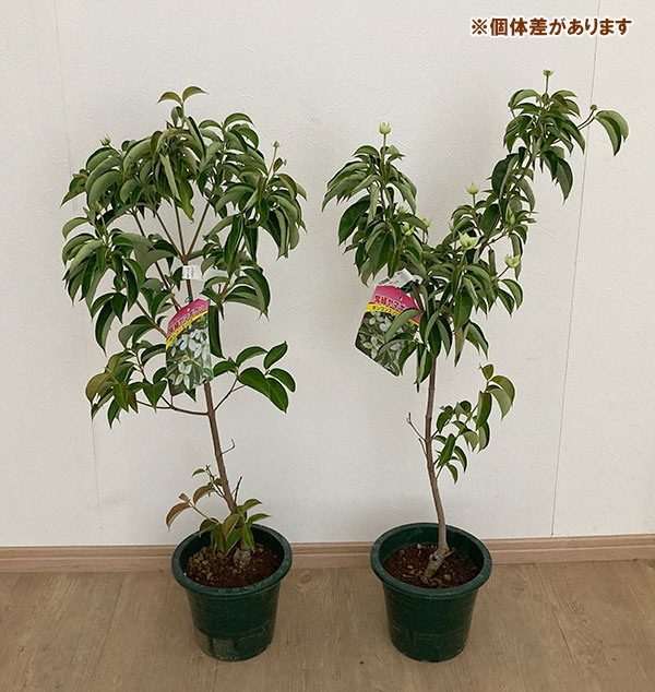 園芸ネット本店｜ヤマボウシ（常緑）：ホンコンエンシス月光6号ポット