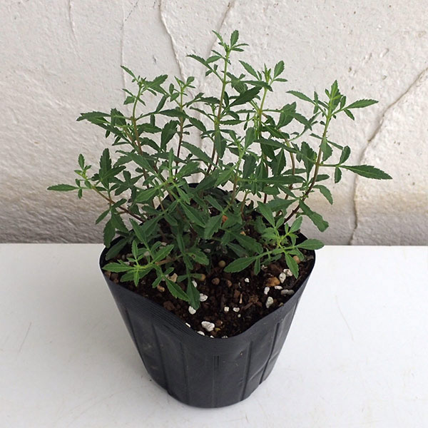 園芸ネット本店｜[送料無料]レモンマリーゴールド3号ポット28株セット