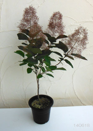 園芸ネット本店｜スモークツリー：グレース7号ポット の通販【公式】