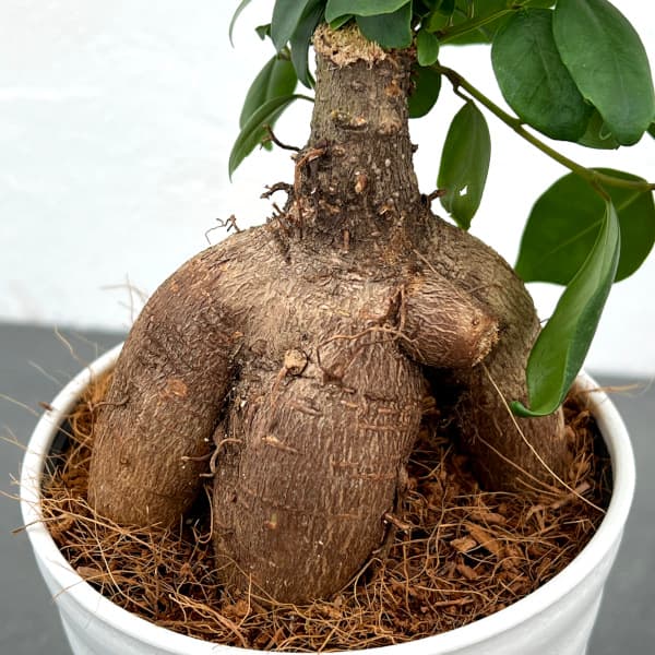 園芸ネット本店｜ガジュマル（多幸の木）4号鉢植え の通販【公式】