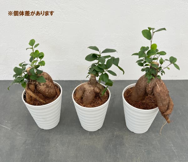 園芸ネット本店｜ガジュマル（多幸の木）4号鉢植え の通販【公式】