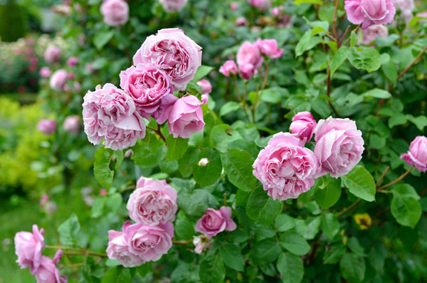 園芸ネット本店｜（開花予定株）デルバールローズ：シャンテ・ロゼ