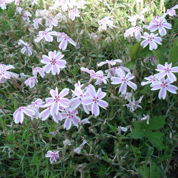 園芸ネット本店｜シバザクラ（芝桜） ：タマノナガレ(多摩の流れ）3号