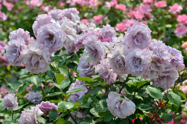 園芸ネット本店｜[送料無料]デルバールローズ：ディオレサンス新苗4号