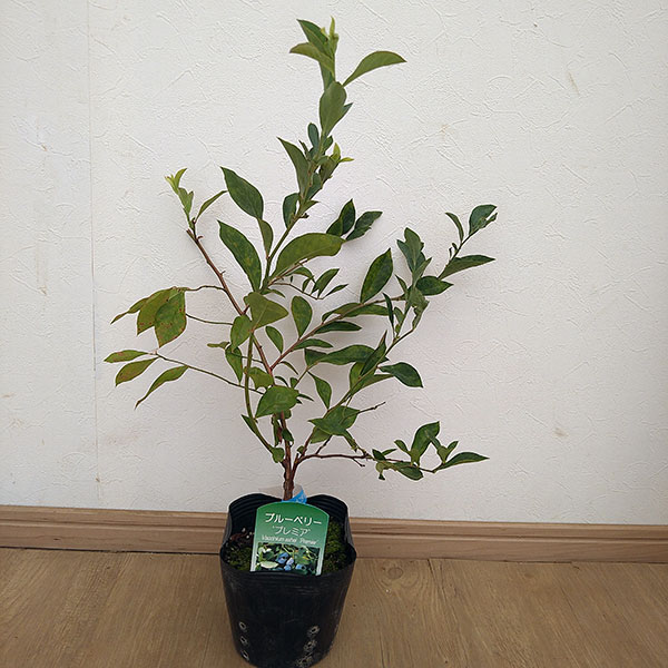 園芸ネット本店｜ブルーベリー（大実ラビットアイ系）：プレミア5号