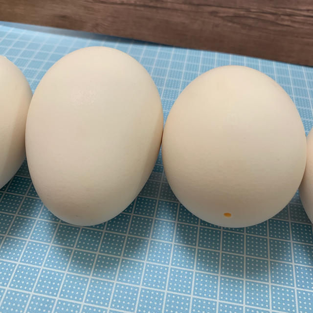エッグアート用 ガチョウの卵の殻 5個セットの通販 by ATELIER