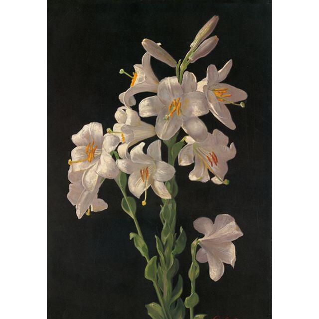 NO.258】A4☆鉄砲百合の花ポスター☆絵画ボタニカルフラワーモダン