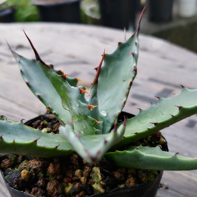 アガベ コロラータ ハイブリッドの通販 by やまけん's shop｜ラクマ