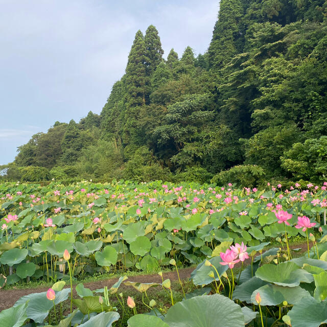 大賀ハスの種 50粒の通販 by 無添加ショップこだわり屋｜ラクマ