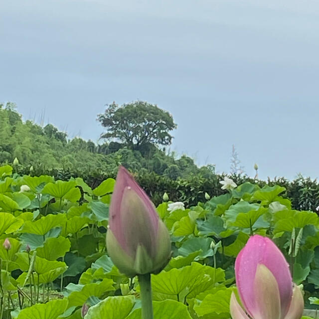 大賀ハスの種 50粒の通販 by 無添加ショップこだわり屋｜ラクマ