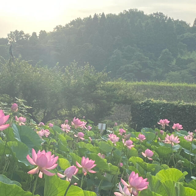 大賀ハスの種 50粒の通販 by 無添加ショップこだわり屋｜ラクマ