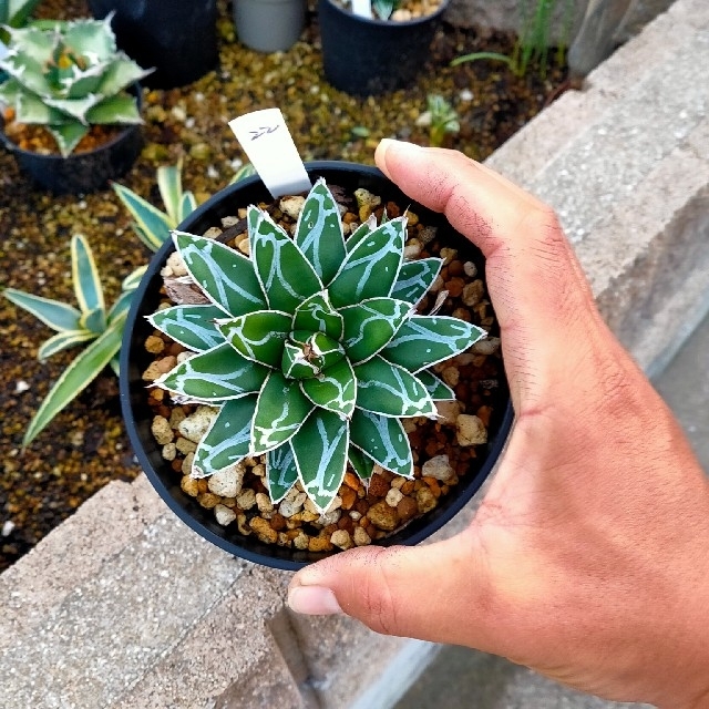 アガベ 笹の雪 コンパクタ 極上ペンキ株 ㉒の通販 by soma 's shop｜ラクマ