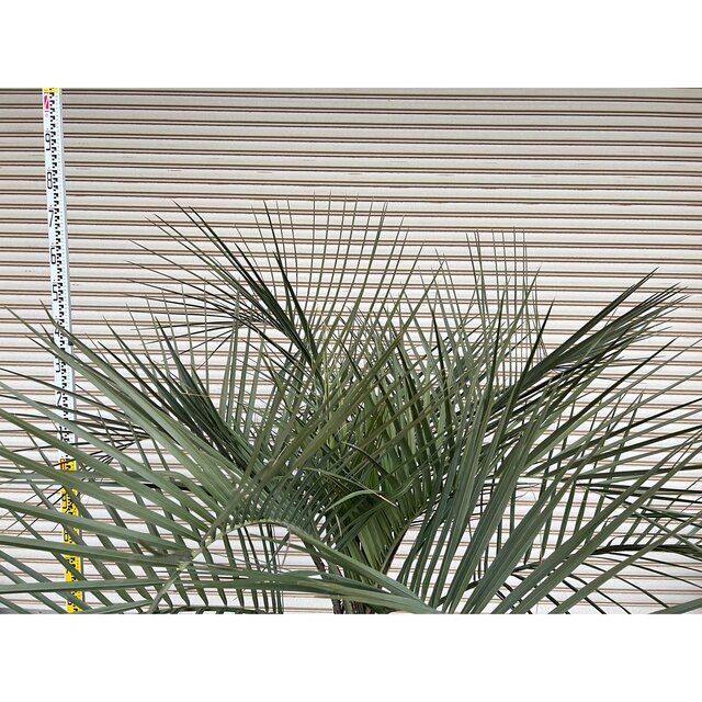 ココスヤシ 極上シルバーリーフ ヤシの木 ドライガーデン 送料込み価格