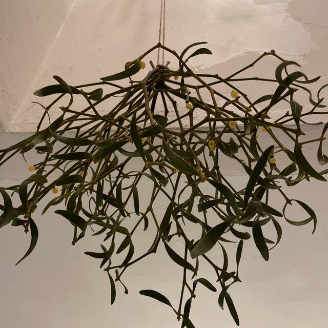 北海道 宿木 ヤドリギ 希少 フライングリースの通販 by 花萌花｜ラクマ