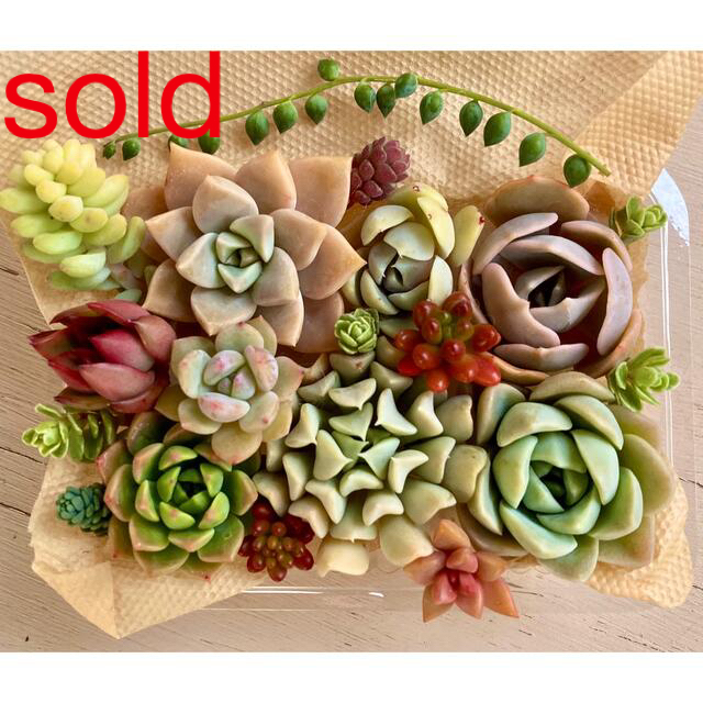 k16gp貝殻チャーム ocean shell 4個