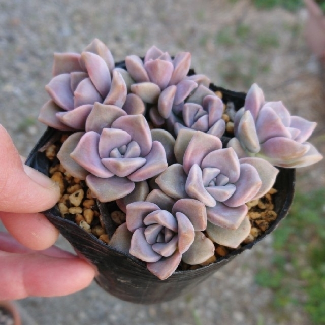 多肉植物✿パープルディライト✨葉挿し（抜き苗）の通販 by みっちゃん