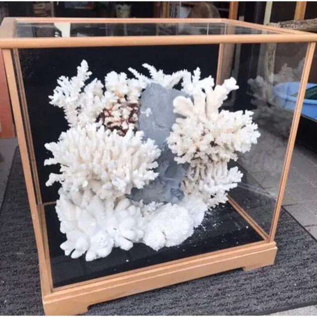 珊瑚礁、飾り珊瑚、飾りサンゴ、珊瑚、ガラスケース付き珊瑚礁の通販