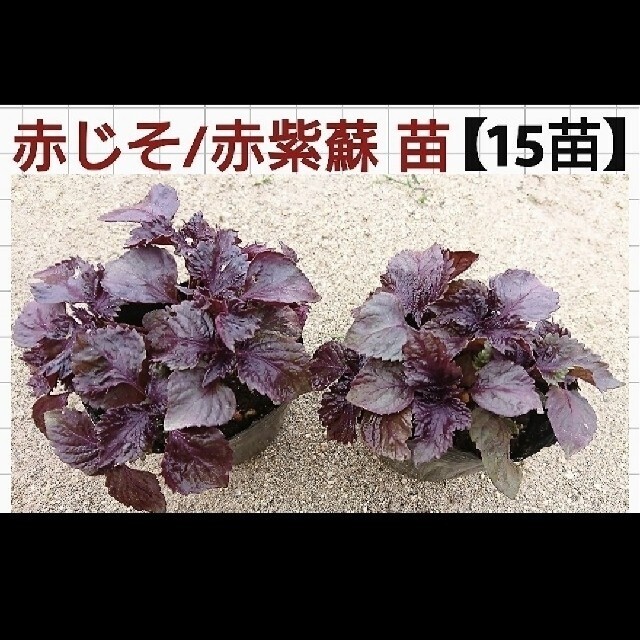 無農薬】赤じそ/赤紫蘇 苗【15苗】の通販 by OHA's shop｜ラクマ
