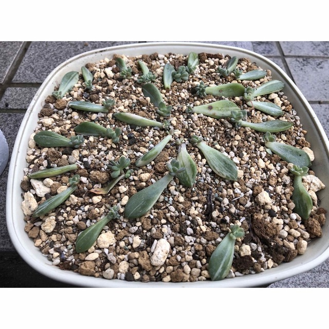 多肉植物 パキフィツム 紫麗殿錦 葉挿し 7枚セット 発芽発根済みの通販