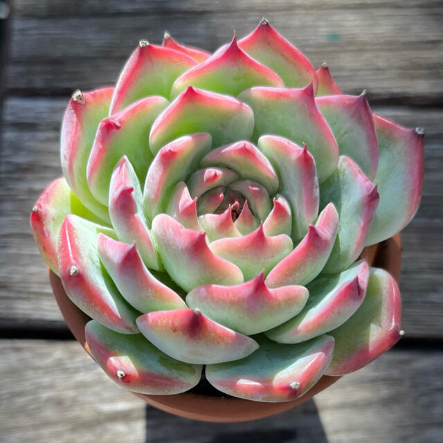 水蜜桃 多肉植物の通販 by leon's shop｜ラクマ